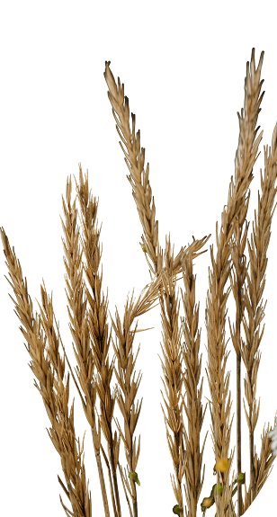 Weizenähren in Nahaufnahme.