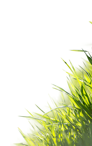 Bildausschnitt von einer Wiese.