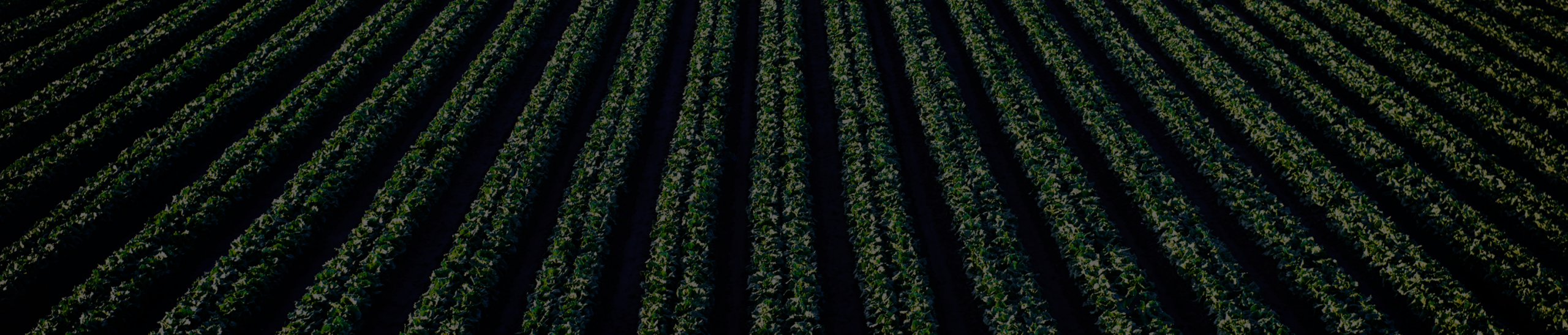 Ein Feld mit vielen kleinen, grünen Pflanzen darauf.