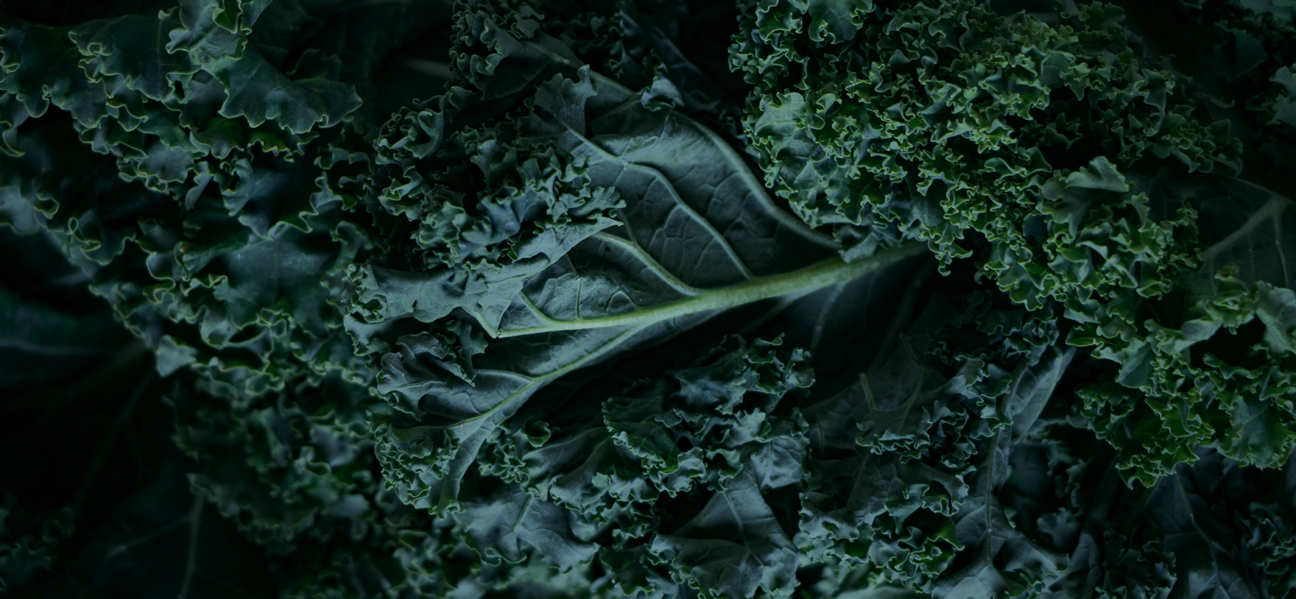 Nahaufnahme von Grünkohl.