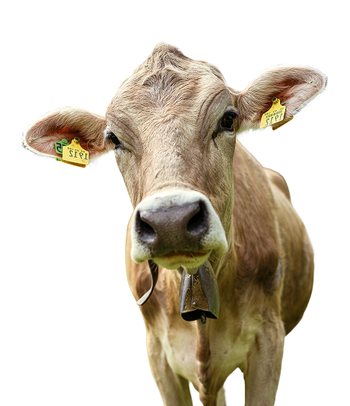 Eine Kuh, die zur Kamera blickt