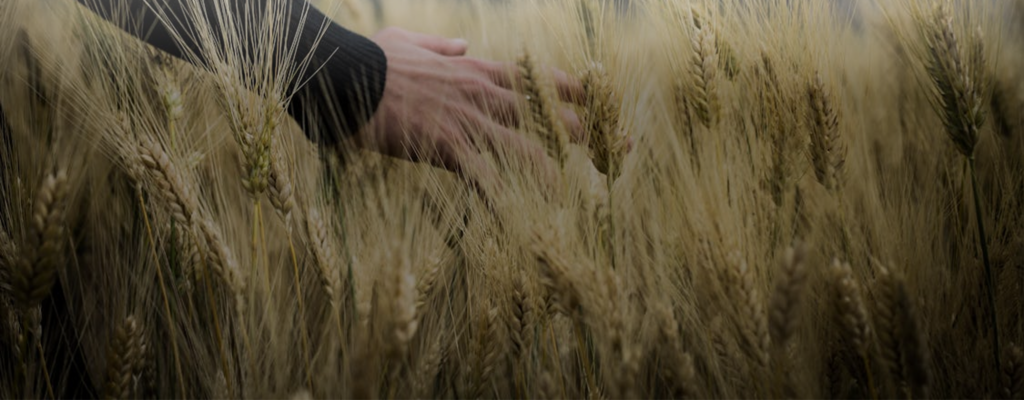 Eine Hand streift über Weizenähren auf einem Feld.