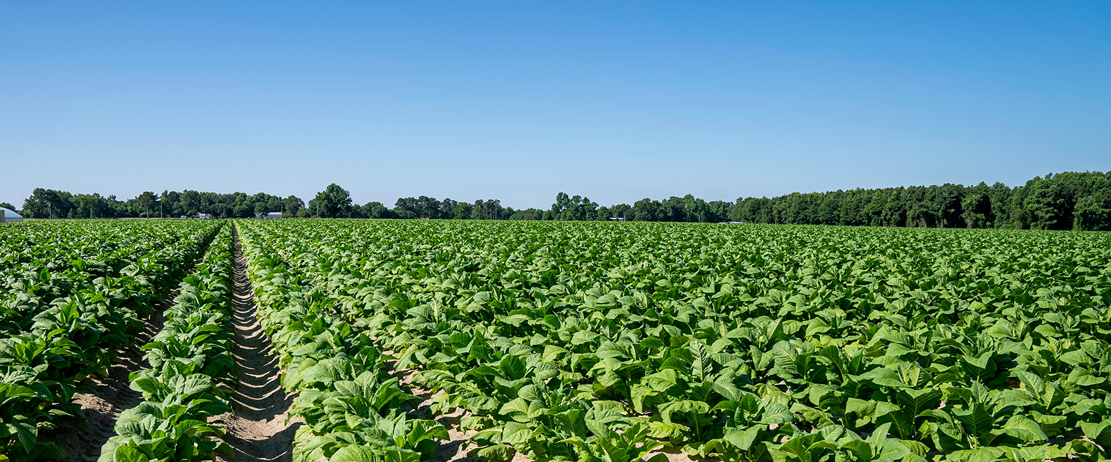 Ein Acker mit grünen Pflanzen unter blauem Himmel.