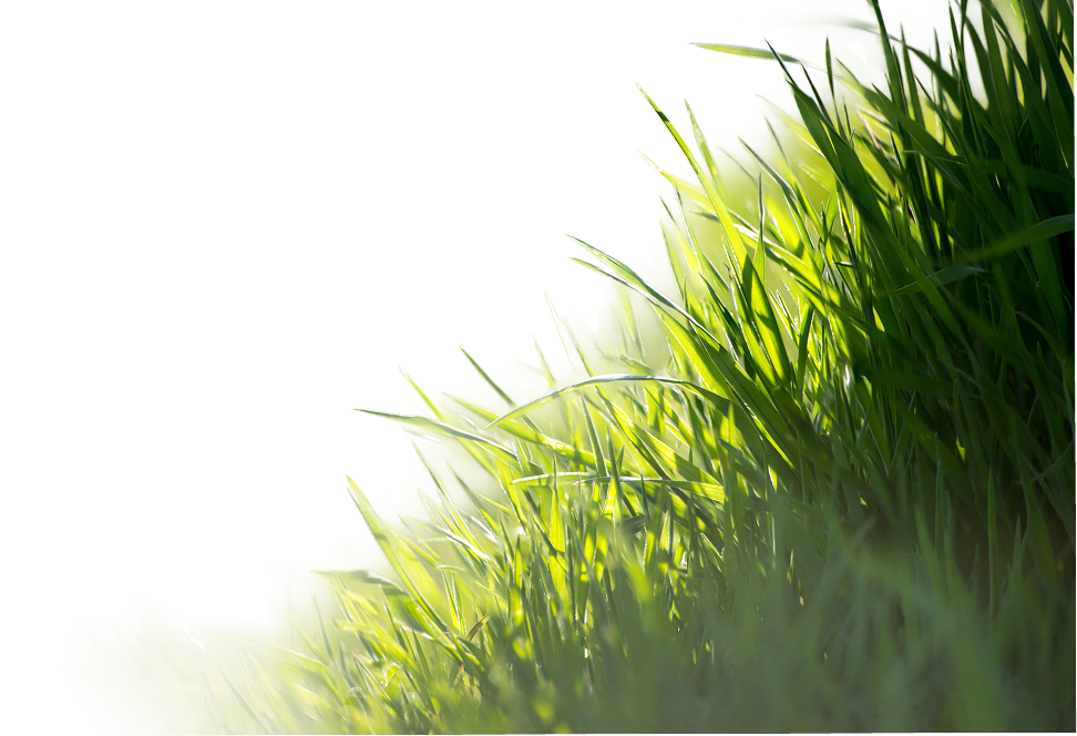 Bildausschnitt von einer Wiese.