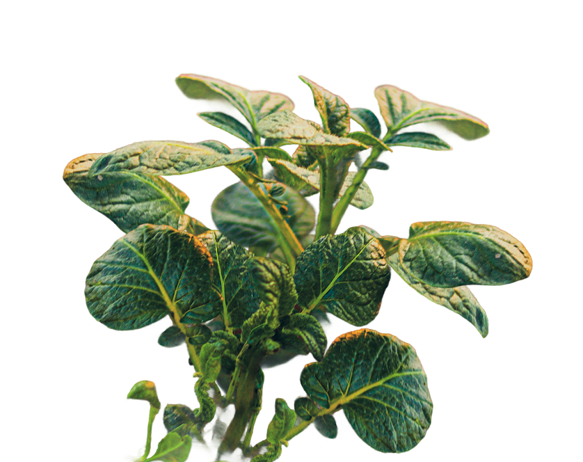 Blätter einer Pflanze