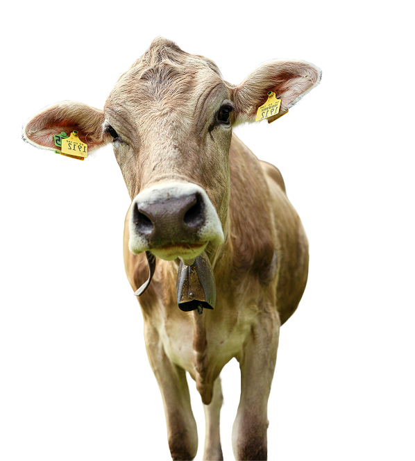 Eine Kuh, die zur Kamera blickt